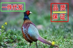 墙裂推荐，淘宝一件代发补单怎么补？操作的要点在哪？淘宝一件代发卖出去的货收到的钱到哪里了?，